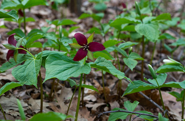 Red trillium flowers