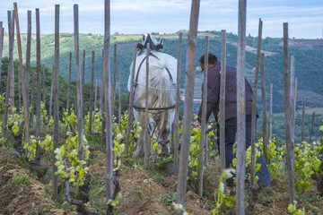 vigneron labourant avec cheval