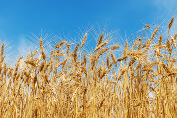 golden crop on field