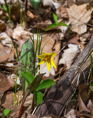 Trout lily flower