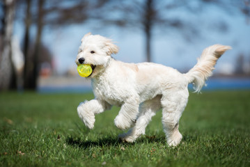 happy mixed breed dog running outdoors with a ball