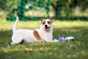 Naklejka na ściany i meble jack russell terrier dog lying down outdoors