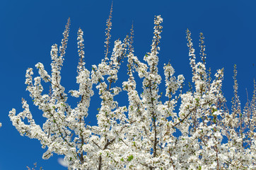 blowing of cherry and deep blue sky