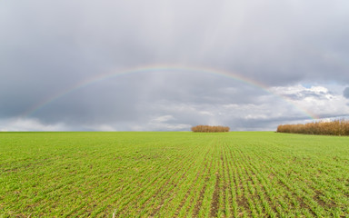 real rainbow over green agricultural field