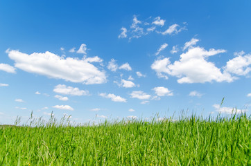 Obraz premium green grass and blue sky with clouds
