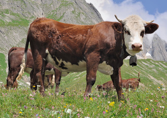 vache abondance avec cloche au coudans les alpages de Savoie
