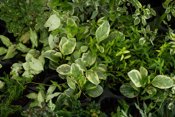 Bush leaves