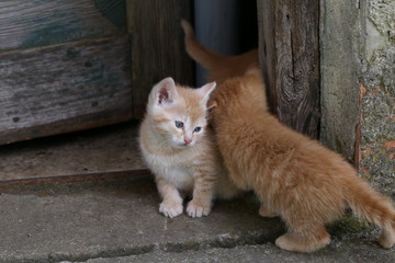 Cat / Little kittens