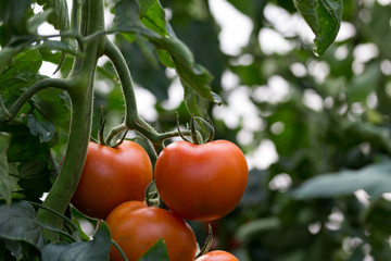 Detalle ramo de tomates