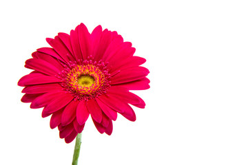 Beautiful gerbera flower