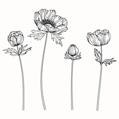 Anemone flowers drawing and sketch with line-art on white backgrounds.