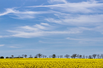 Oilseed rape field landscape with Cirrus clouds