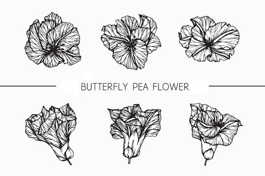 Fototapeta Butterfly pea flowers drawing and sketch with line-art on white backgrounds.