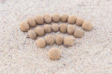 Fototapeta na wymiar Wifi sign created with dried algae ball on sand beach