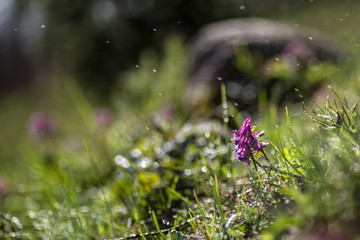 Lilac wild flowers.