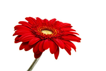 Beautiful gerbera flower