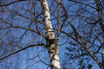 A birdhouse on the branches