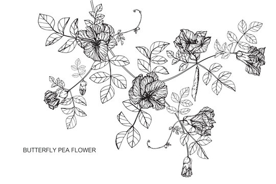 Butterfly pea flowers drawing and sketch with line-art on white backgrounds.