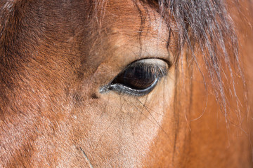 Eye of the horse close up outdoors