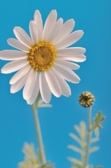 White  daisy against a  sky