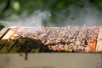 Calming the bees