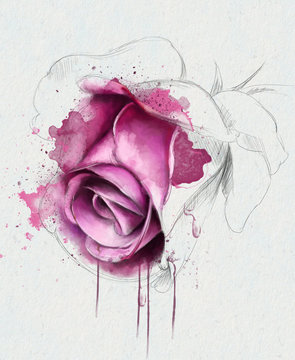 Beautiful watercolor rose with elements of the sketch