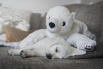 Müder Labrador Welpe liegt auf dem Sofa mit seinem weißen Eisbär Kuscheltier 