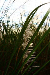 Sky and clouds There is a grass flower.