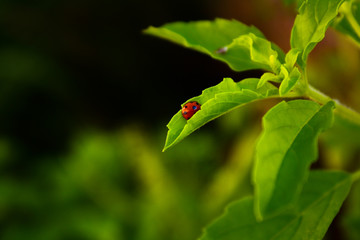 Ladybug insects climb on green leaves.