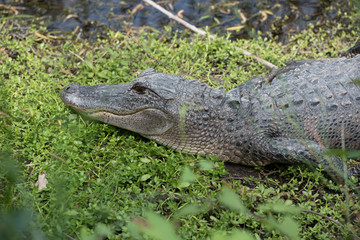 A four (4) foot long alliagator sunny himself in the mid-morning sun to warm up his blood at Aransas National Wildlife Refuge