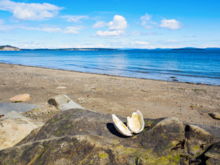 Large open shell on a rock, ocean beach