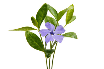 Flower vinca