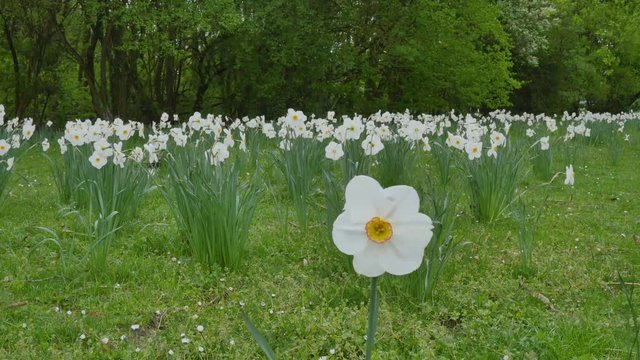 White flower growing in a flowerbed