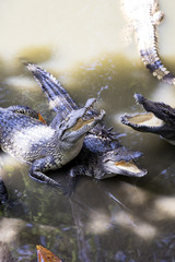 Siamese crocodiles Mekong delta in Vietnam