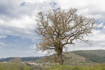 Laubbaum bei Kostanjica