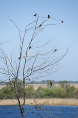 Black birds sit on the branches of a tree