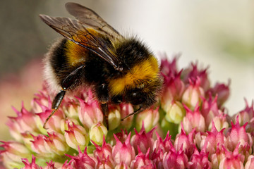 Bumblebee on pink flower