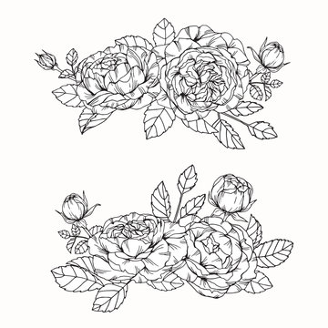 Rose flowers drawing and sketch with line-art on white backgrounds.
