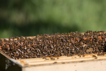 Busy bees