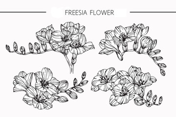 Freesia flowers drawing and sketch with line-art on white backgrounds.