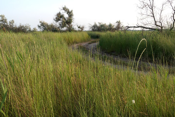 A dirt road runs along meadows with high grass.