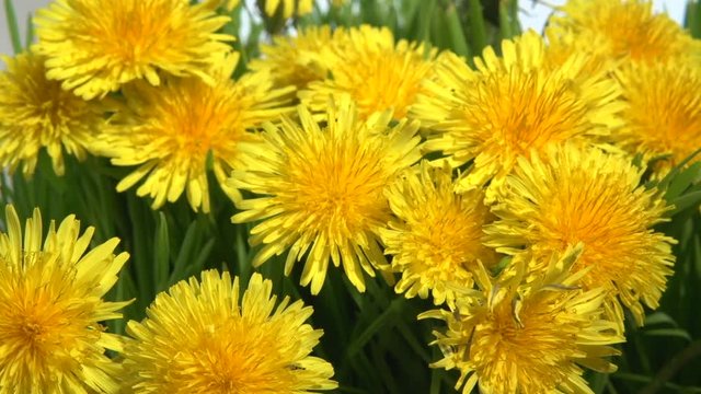 Many dandelion flowers bloom simultaneously. Time lapse. Full HD 1080 video footage. Timelapse.