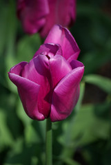 Tulipe violette au printemps au jardin
