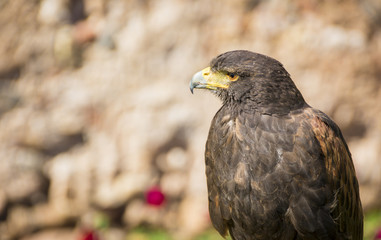 Close up of Harris Hawk or Parabuteo Unicintus
