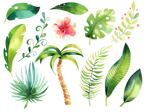 Tropical isolated illustration set. Watercolor boho tropic papm tree, leaves, green leaf, drawing, gungle exotic aloha illustration set