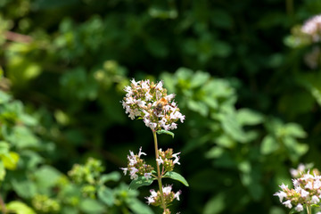 Oregano Blossom with bee