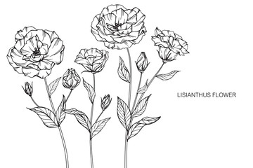 Lisianthus flowers drawing and sketch with line-art on white backgrounds.