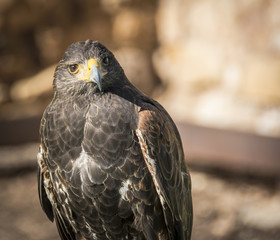 Close up of Harris Hawk or Parabuteo Unicintus