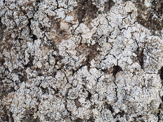 Disease of the tree, lichen on the bark background. Parmelia saxatilis (Parmelia physodes). White and gray natural natural texture.