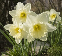 Naklejka na ściany i meble Narcissus in full bloom at spring time